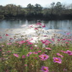 IMG_2819-150x150